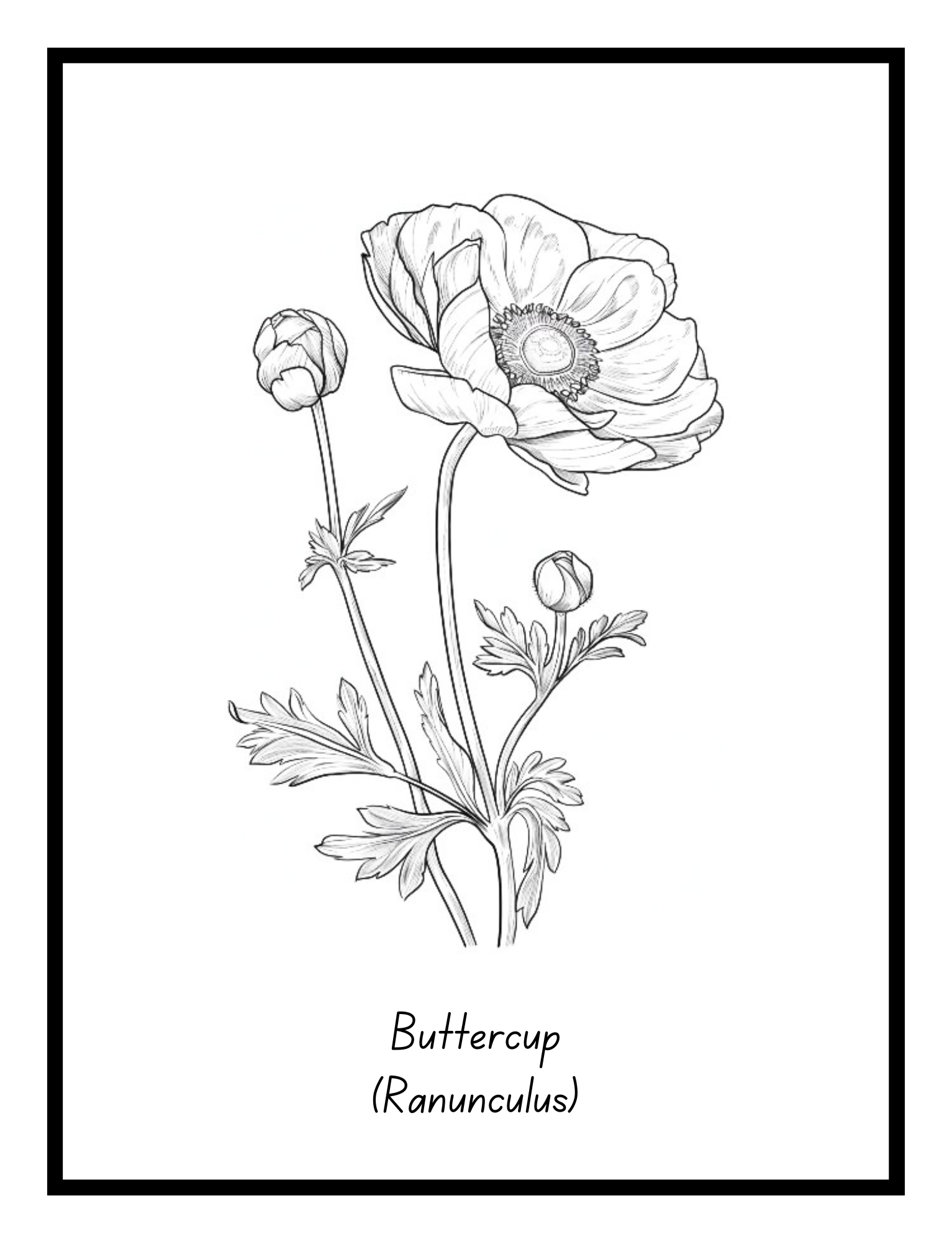 Buttercup – floral illustration from the Bold Blooms Large Print Coloring Book by Ruby Doodle