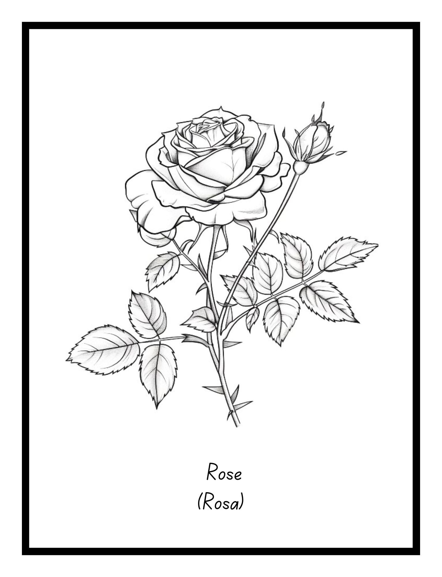 Rose – floral illustration from the Bold Blooms Large Print Coloring Book by Ruby Doodle