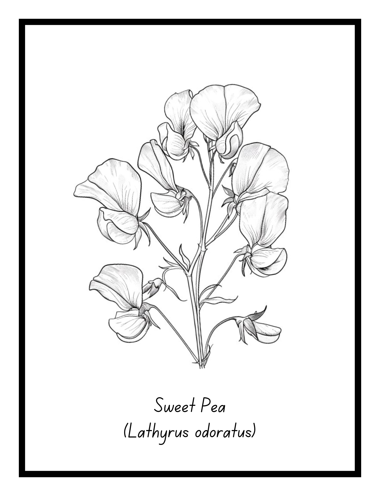 Sweet Pea – floral illustration from the Bold Blooms Large Print Coloring Book by Ruby Doodle