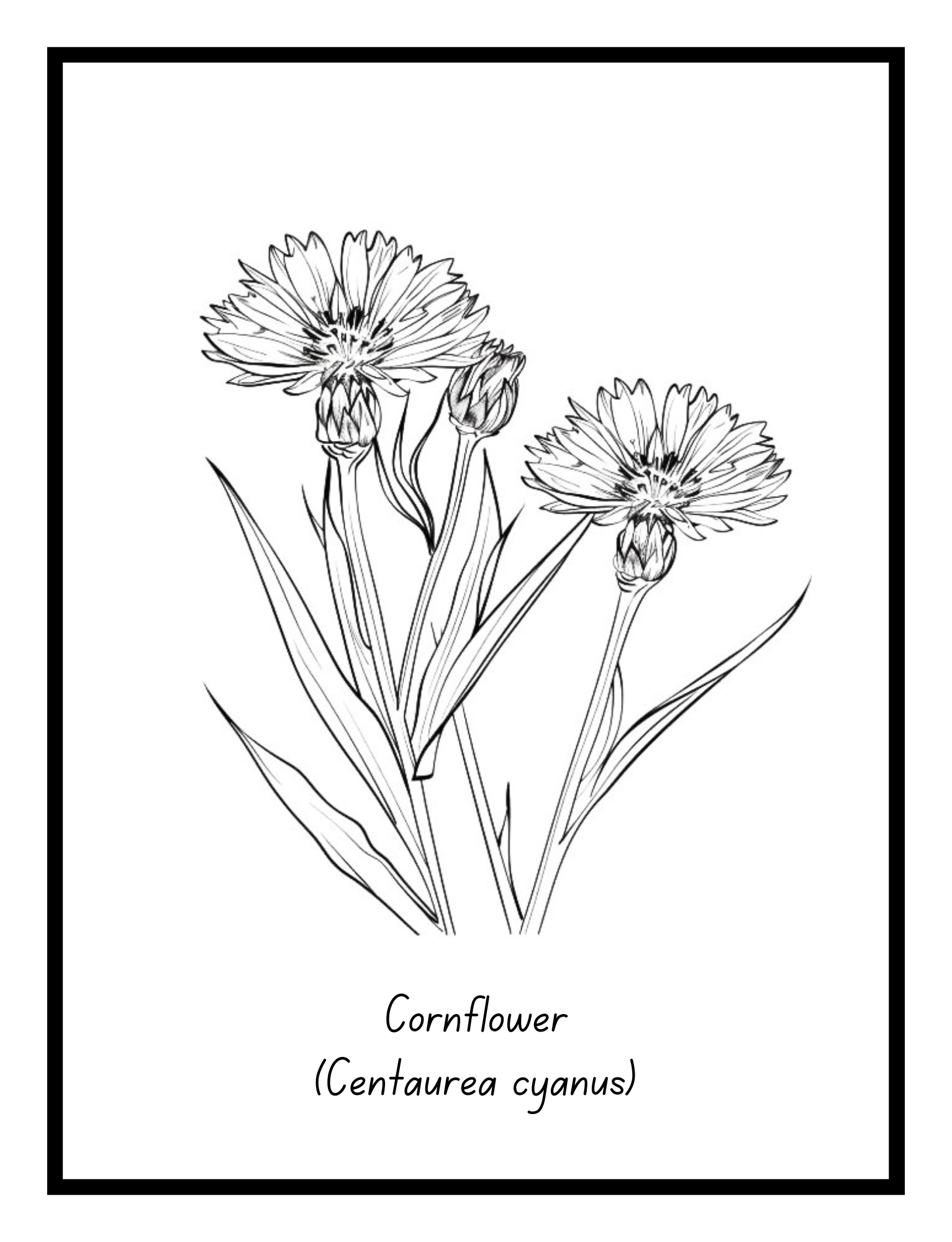 Cornflower – floral illustration from the Bold Blooms Large Print Coloring Book by Ruby Doodle