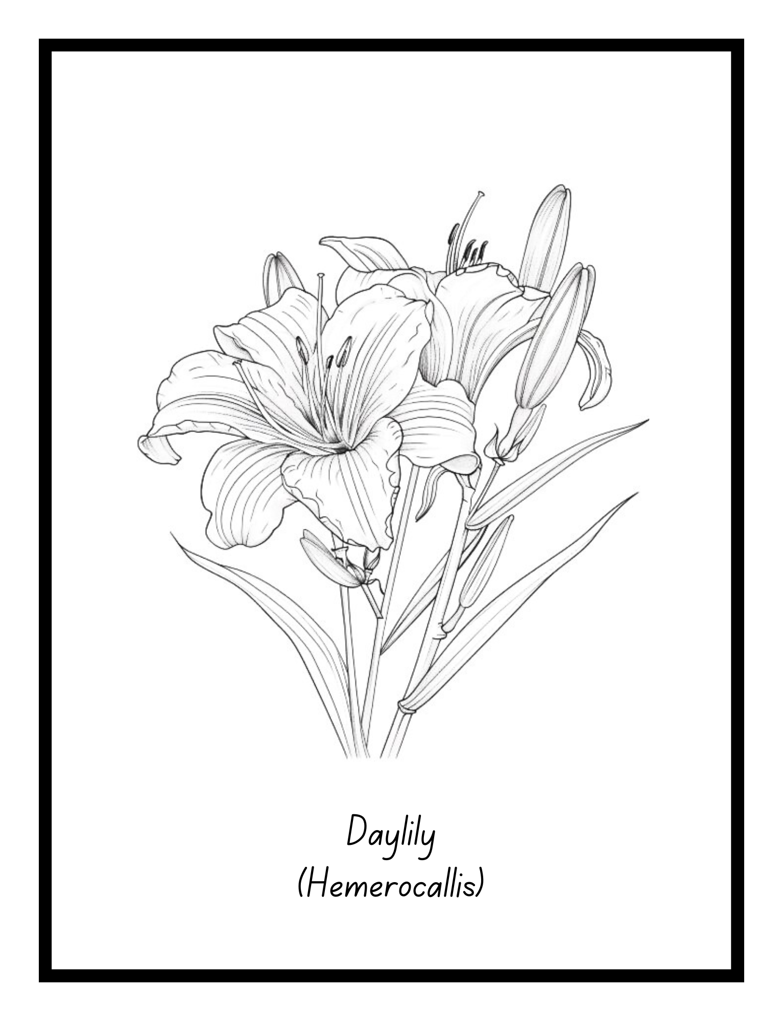 Daylily – floral illustration from the Bold Blooms Large Print Coloring Book by Ruby Doodle