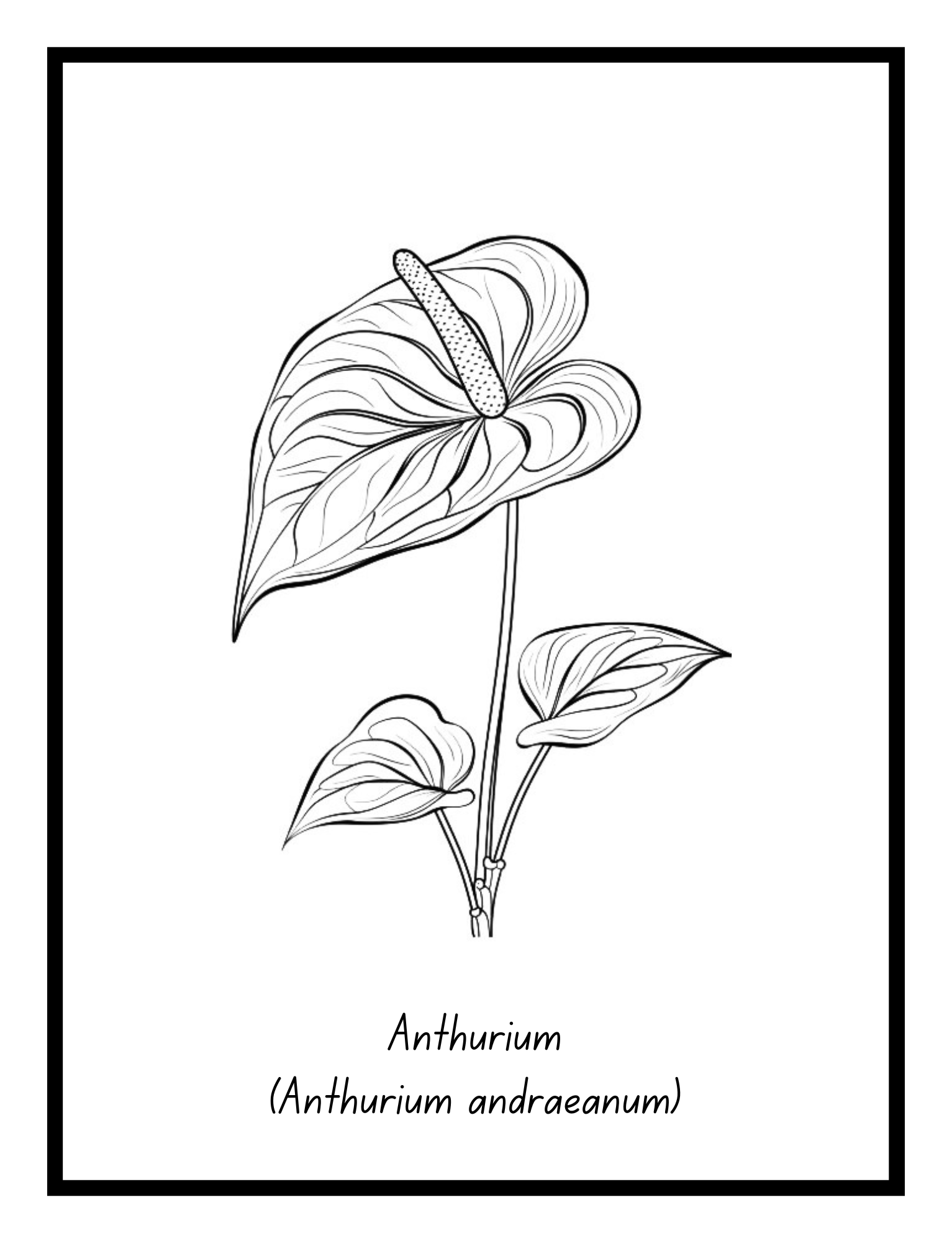 Anthurium – floral illustration from the Bold Blooms Large Print Coloring Book by Ruby Doodle