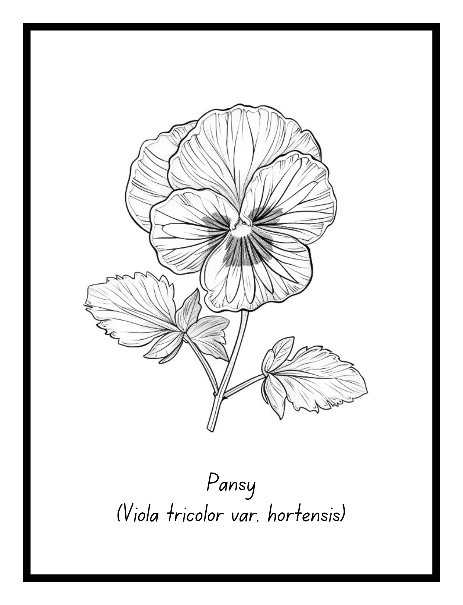 Pansy – floral illustration from the Bold Blooms Large Print Coloring Book by Ruby Doodle