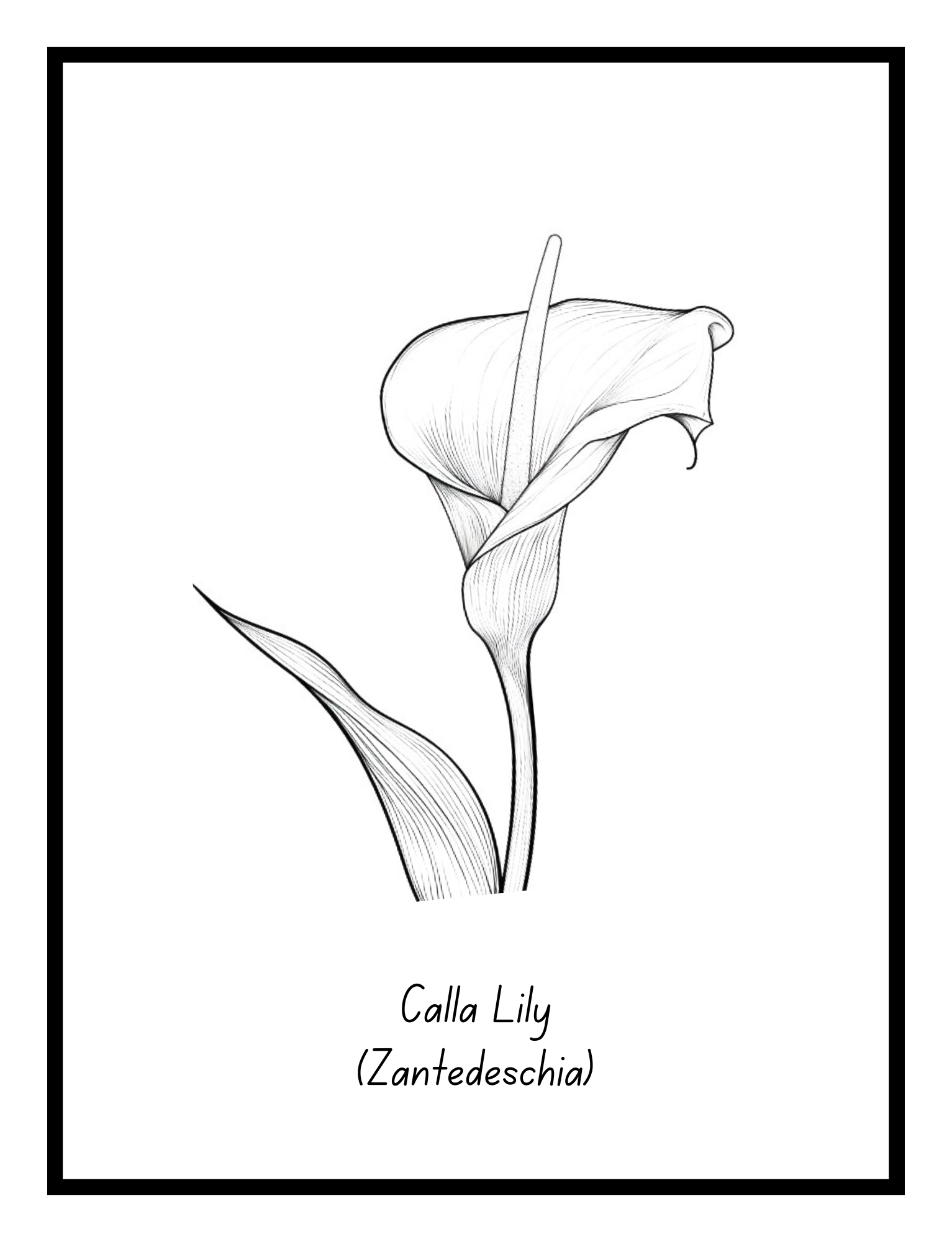 Calla Lily – floral illustration from the Bold Blooms Large Print Coloring Book by Ruby Doodle