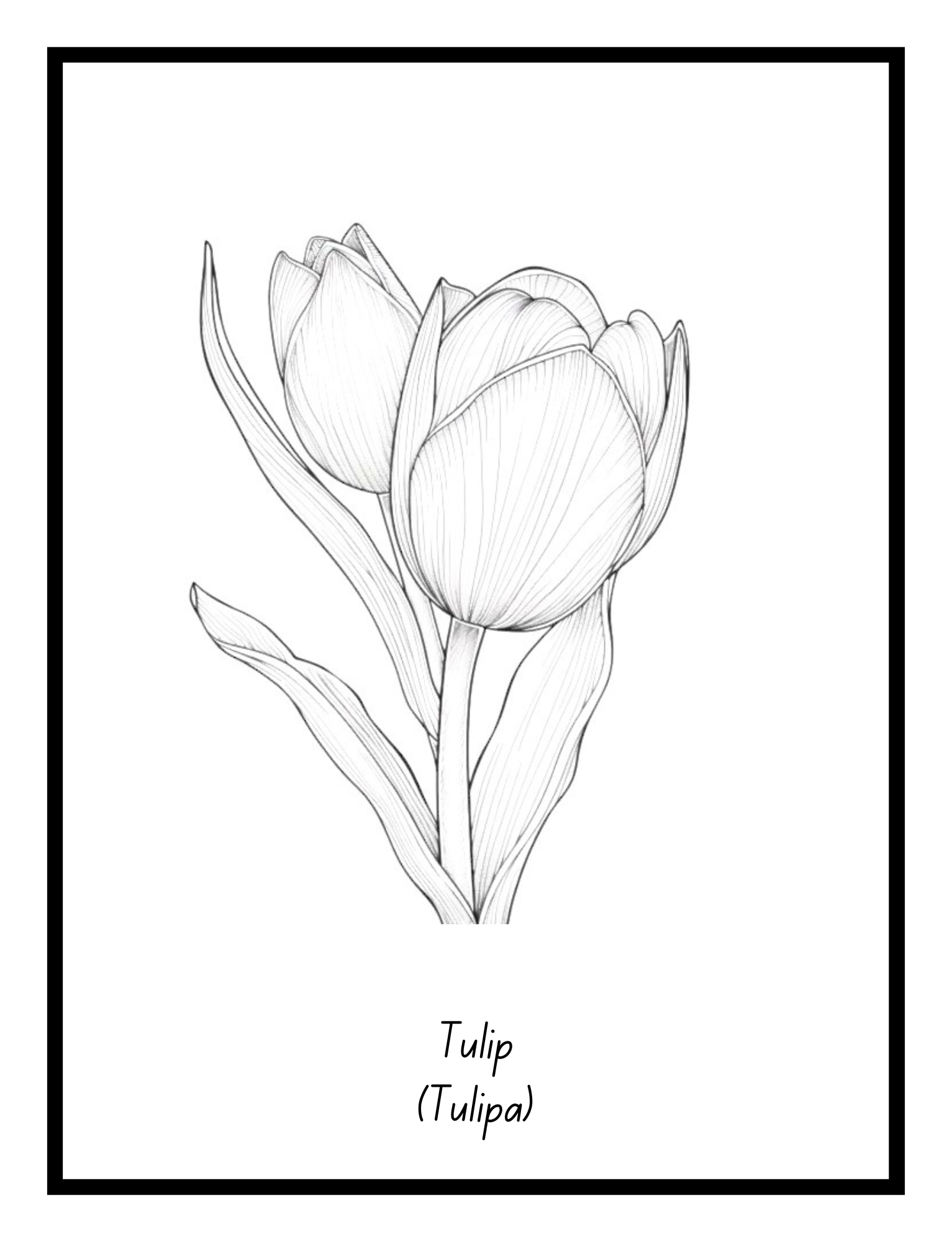 Tulip – floral illustration from the Bold Blooms Large Print Coloring Book by Ruby Doodle